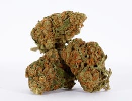 Chocolope kush strain