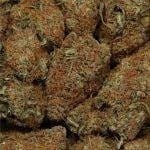 Chocolope strain
