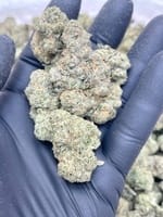 Ferrari OG Strain
