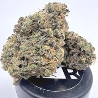 alien dreams strain