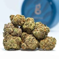 berry white weed strain