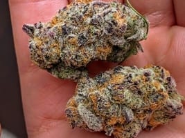 black rainbow sherbet strain