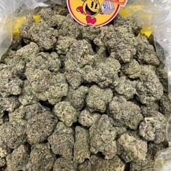 cereal milk strain indica or sativa