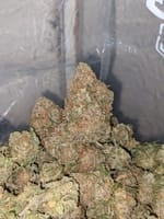 chocolope weed strain