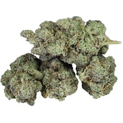 compassion sour glue