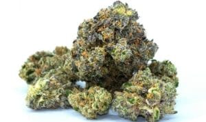 gelato 41 weed strain