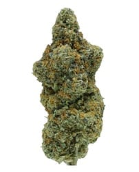 gelato 41 weed strain.