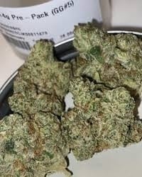 gg 5 strain