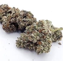 ice cream sherbet strain