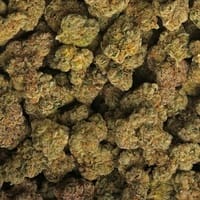 Popping Candy Cherry Strain