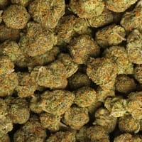 rainbow sherbet 11 strain