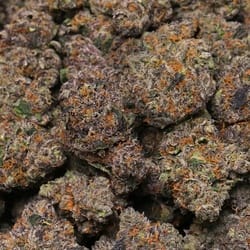 runtz og strain