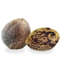 Papaya Kush Seeds