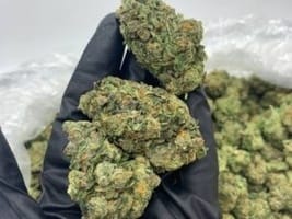 Papaya OG Kush