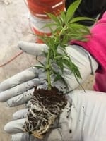Buy marijuana clones