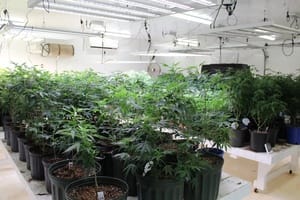 Bulk Marijuana Clone