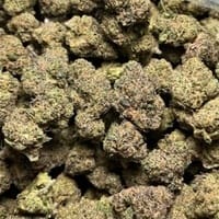 Runtz strains