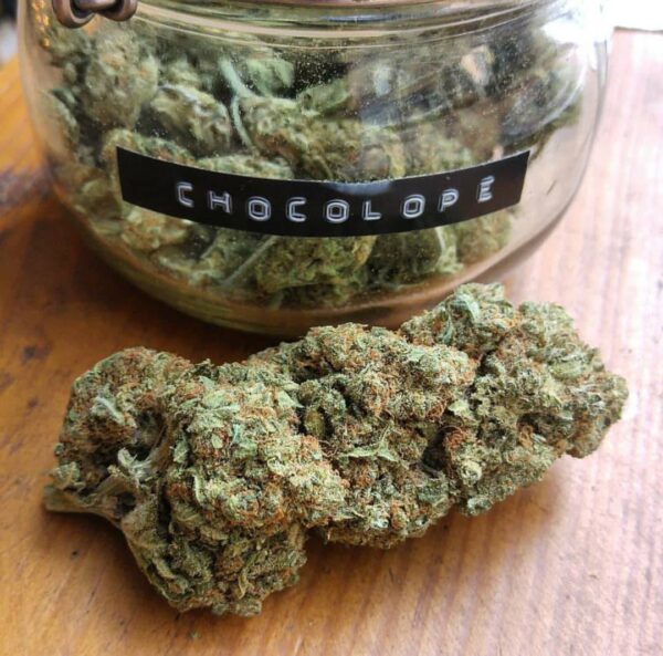 chocolope strain chocolope weed strain chocolope kush strain buying cannabis online good weed