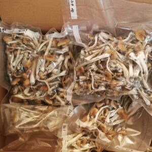 buy magic mushrooms online ​psilocybin mushrooms for sale where can i buy psychedelic mushroom buy psilocybin mushrooms buy psilocybin mushrooms online